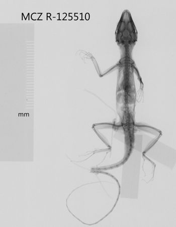 Media type: image;   Herpetology R-125510 Aspect: dorsoventral x-ray